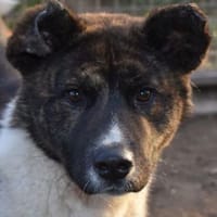 Aresz - sucht Akitafreunde, Hund zur Adoption