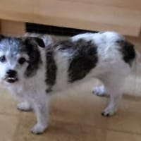A.J. sucht ein neues Zuhause, Hund zur Adoption