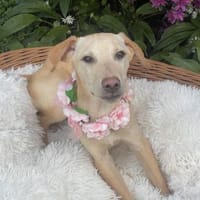 Eros ist in Deutschland, Hund zur Adoption