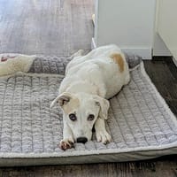 Verschmuste Lotta 4 Monate, Hündin zur Adoption