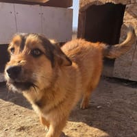 Chester, kleiner Hundemann ganz groß, Hund zur Adoption