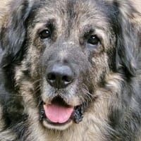 Ivo unser Großer - Notfall in Norddtschl, Hund zur Adoption