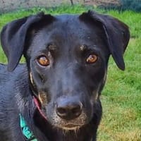 FIORINA-hübsche, liebe Jung-Hündin,58 cm, Hündin zur Adoption