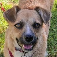 TAMARA-freundliche, kleine Hündin,40 cm, Hündin zur Adoption