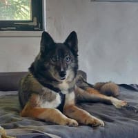 SAMURAI- ein toller Hund, Hund zur Adoption