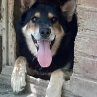 Johnny 65 cm, Hund zur Adoption