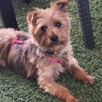Rosi, kleine Charmeurin, Hündin zur Adoption