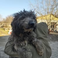 Ronny 47 cm (Pflegestelle), Hund zur Adoption
