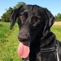 Toller Matt wartet in Frankfurt, Hund zur Adoption