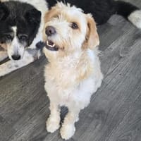 SHANGHAI - wahre Goldschatz-Hündin, Hündin zur Adoption