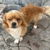 TOBY - kuschelig und zutraulich, Hund zur Adoption