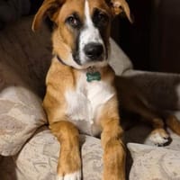 Taran hätte so gerne ein eigenes Zuhause, Hund zur Adoption