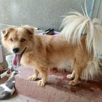 DOLLY - in 50969 Köln, Hündin zur Adoption