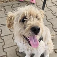 BINGO-liebenswerter,freundlicher Wuschel, Hund zur Adoption
