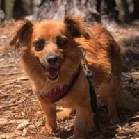 ROSINA - liebenswertes Wesen, Hund zur Adoption