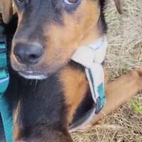 William 💙 wird mal ein Großer, Hund zur Adoption