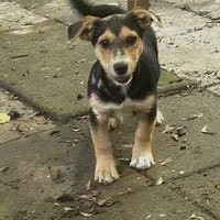 Lana wartet auf Dich!, Hündin zur Adoption