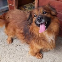 JADEN - sucht Alterssitz als Einzelprinz, Hund zur Adoption