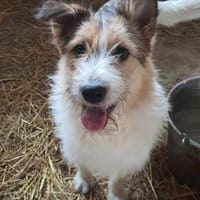 Milka 54 cm (Pflegestelle), Hündin zur Adoption