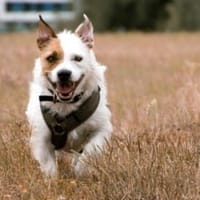 Retaco aus Pirna ist gerne Einzelprinz, Hund zur Adoption