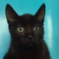 Satu, chatte à adopter