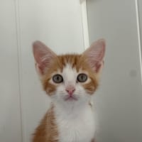 Doxy, chat à adopter