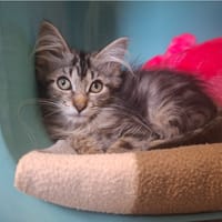 LILOU, chatte à adopter