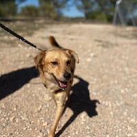 BOBBY, chien à adopter