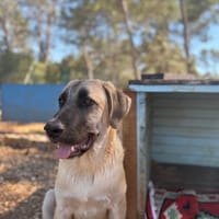THANOS, chien à adopter