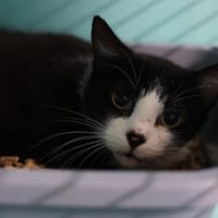 GAIA, chatte à adopter