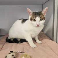 Pua, chat à adopter