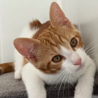 Synulox (réservé), chat à adopter