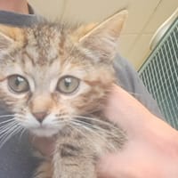 HIME C, chatte à adopter