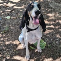 OSIRIS, chien à adopter