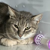ARIEL, chatte à adopter
