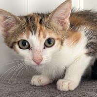 Dexa, chatte à adopter