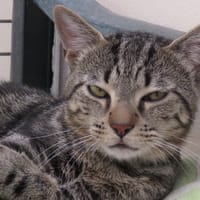 MILO, chat à adopter