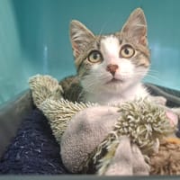 FLORA, chatte à adopter