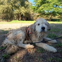Bowie, chien à adopter