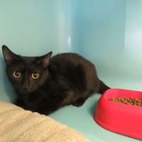 Sunshine, chatte à adopter