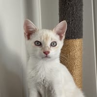 Medeto, chat à adopter