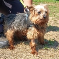 nuage, chien à adopter