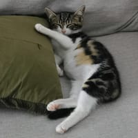 TAC, chatte à adopter