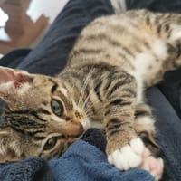 TIC, chat à adopter