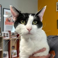 ZUKO, chat à adopter