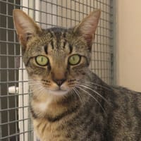VEGAS, chat à adopter