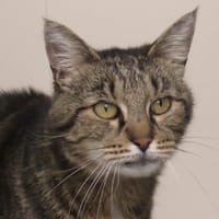 DJANGA, chatte à adopter