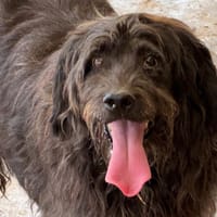 CHANEL, chienne à adopter