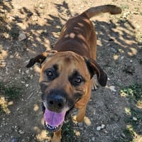 RINTINTIN, chien à adopter