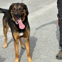 ULYSSE, chien à adopter